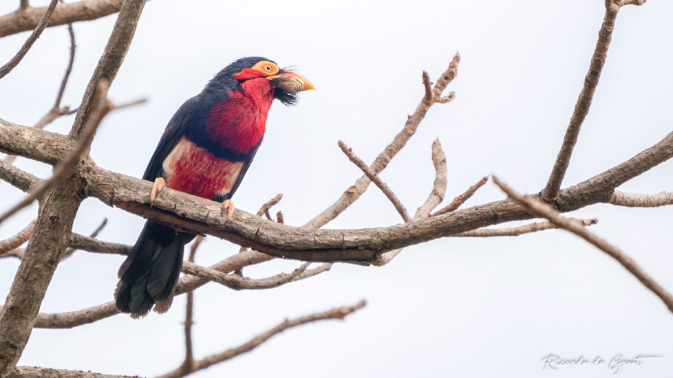 Bearded Barbet